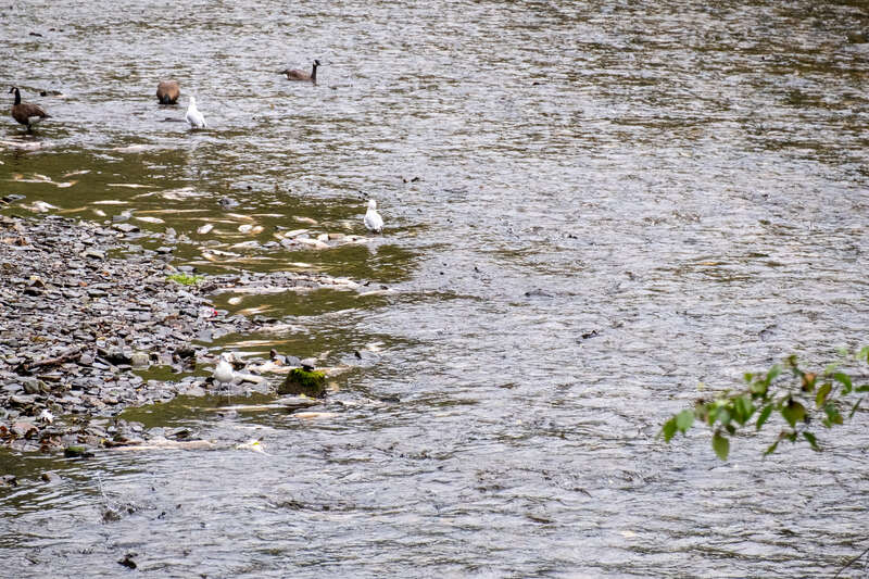 Taken during September 2019 Alaskan cruise aboard the Norwegian Jewel.