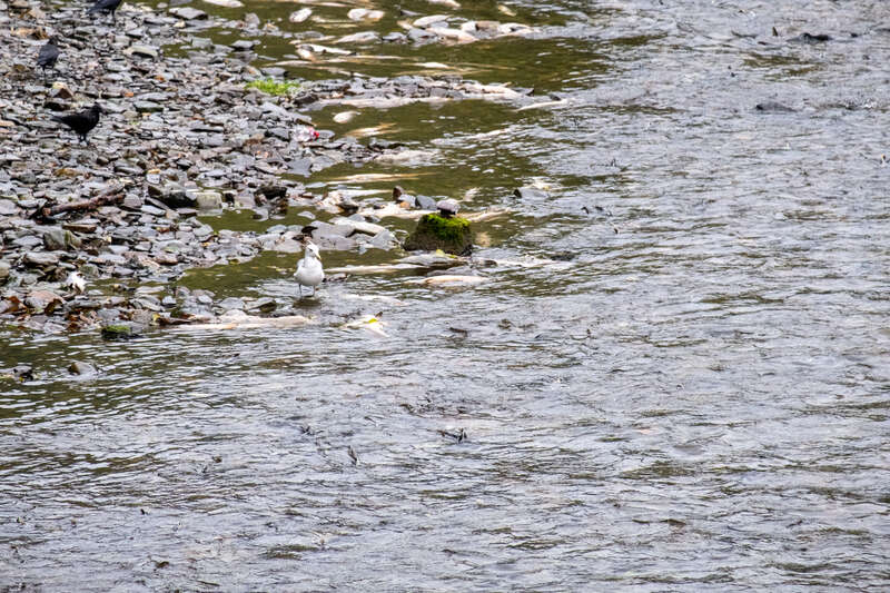 Taken during September 2019 Alaskan cruise aboard the Norwegian Jewel.
