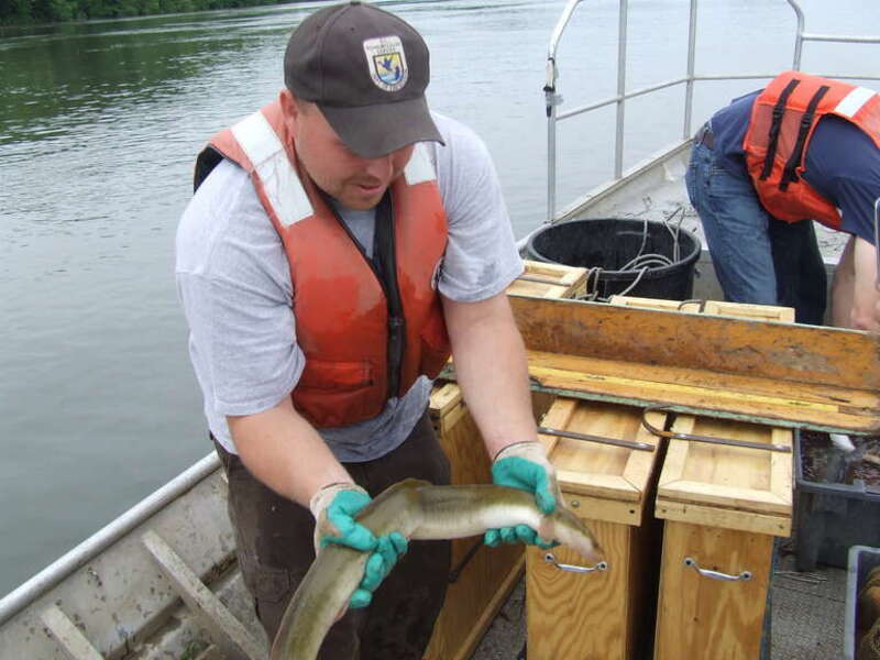 Colby Wrasse with the U.S. Fish and Wildlife Service Midwest Region holds an American eel from Osage River. 

Credit: USFWS