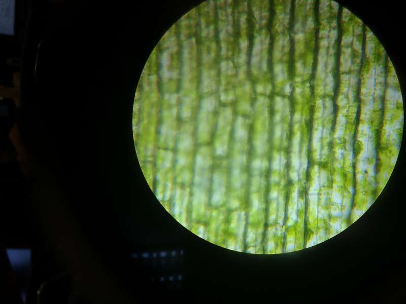 This is an anacharis leaf under a microscope on high power, magnified four hundred times its actual size. Notice the cell walls and the chloroplasts of each cell. It was taken in a seventh grade classroom, during a biology class. The photo itself was