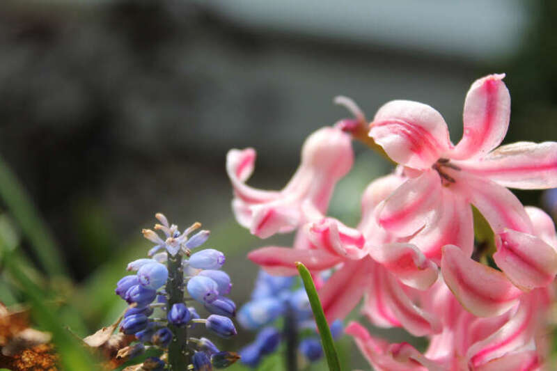 500px provided description: Burst Of Color [#flowers ,#spring ,#blue ,#white ,#pink ,#garden]