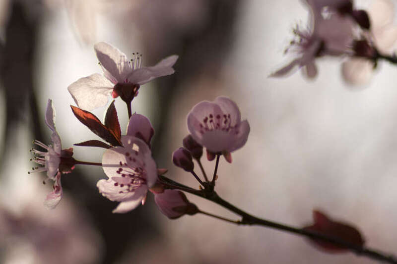 Capitol Hill Cherry Blossoms