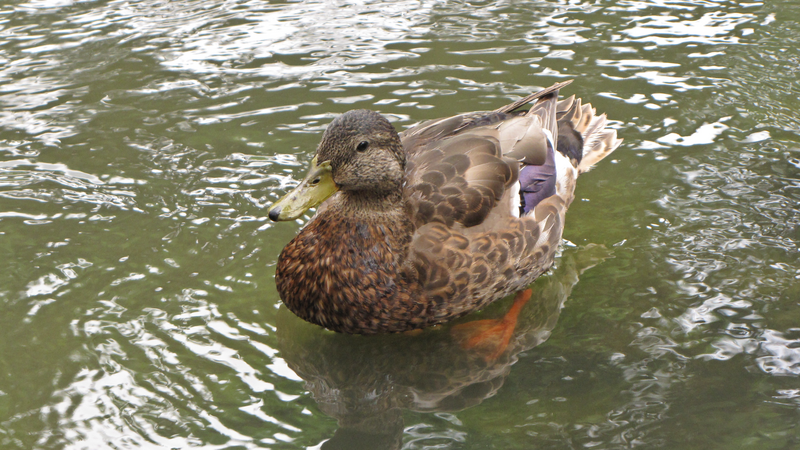 An eclipse plumage male Mallard swims in a pond at the Chicago Botanic Garden in Glencoe, Illinois.

Ben Schumin is a professional photographer who captures the intricacies of daily life.  This image may be used under Creative Commons
