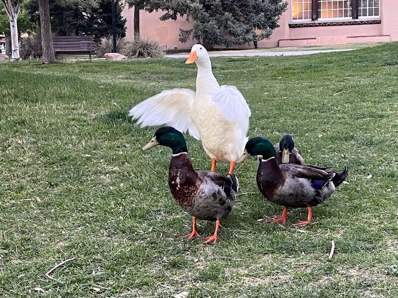 Three ducks at UNM Campus