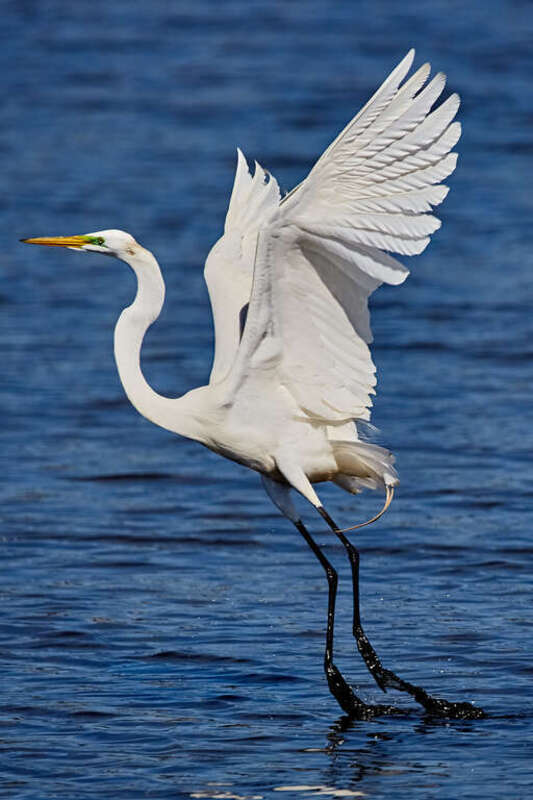 500px provided description: On to the next fishing spot. [#bird ,#animal ,#wildlife ,#wings ,#feathers ,#wild ,#egret ,#bird in flight]