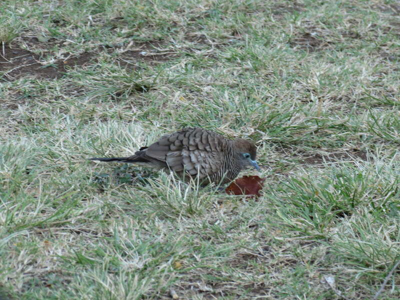 Geopelia striata (Linnaeus, 1766), Zebra Dove, University of Hawaii, Manoa, Honolulu, Hawaii, USA, 24 March 2014