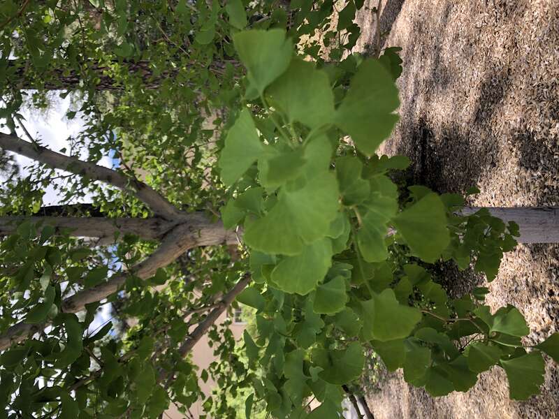 A picture taken of the leaves of a Gingko tree on UNM's campus.