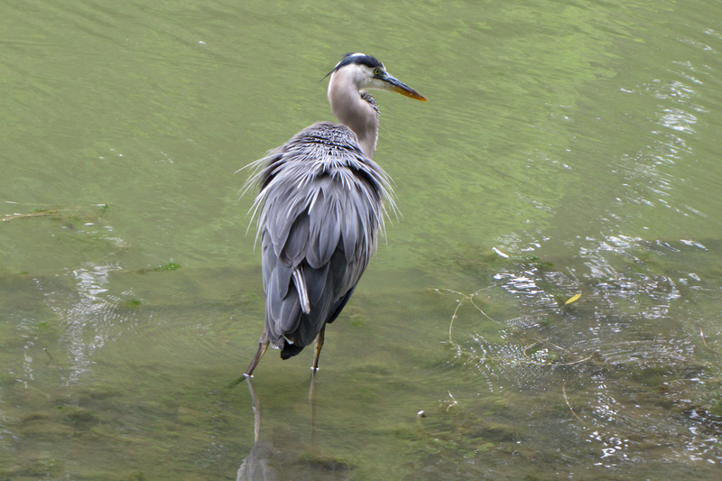 A heron stands in a pond at the Chicago Botanic Garden in Glencoe, Illinois.

Ben Schumin is a professional photographer who captures the intricacies of daily life.  This image may be used under Creative Commons Attribution-ShareAlike 2.0.  Please