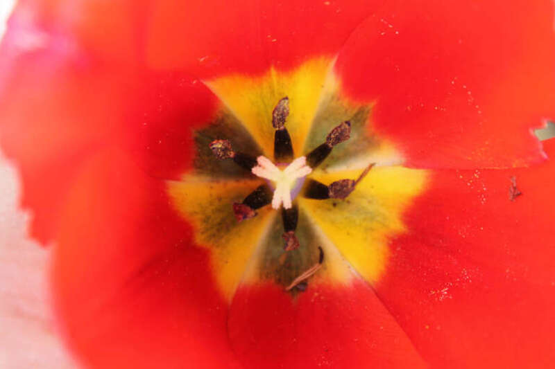 500px provided description: Inside A Tulip [#yellow ,#red ,#spring ,#white ,#black ,#tulip]