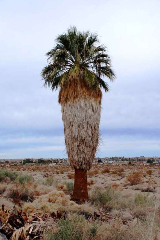Desert Fan Palm (Washingtonia filifera) at Oasis of Mara in Joshua Tree National Park