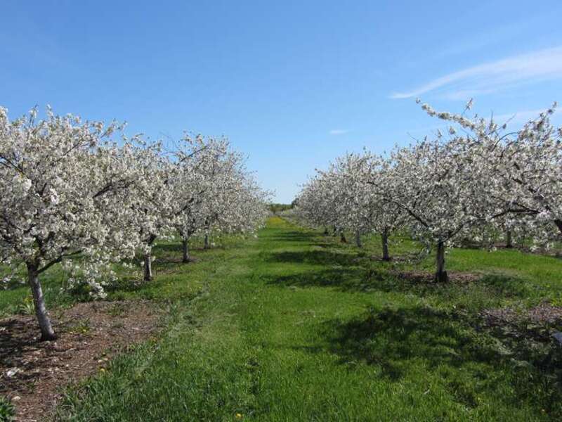 Cherry orchard in bloom on May 24, 2013 at Lautenbach's Orchard Country in Fish Creek, Wisconsin