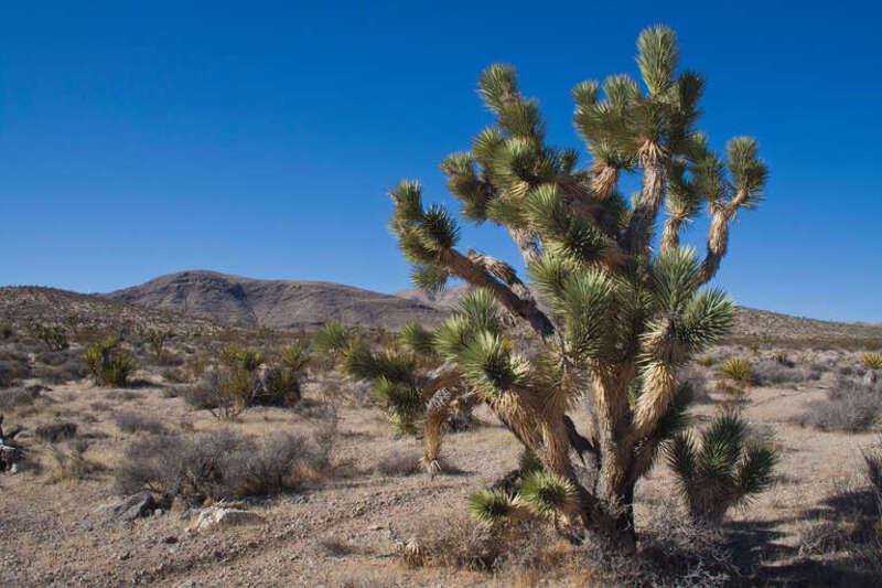 500px provided description: Otherwise known as a Joshua tree. [#desert ,#mining ,#Nevada ,#Yucca ,#Goodsprings ,#Joshua tree ,#Mojave Desert ,#Yucca brevifolia ,#Mormon]