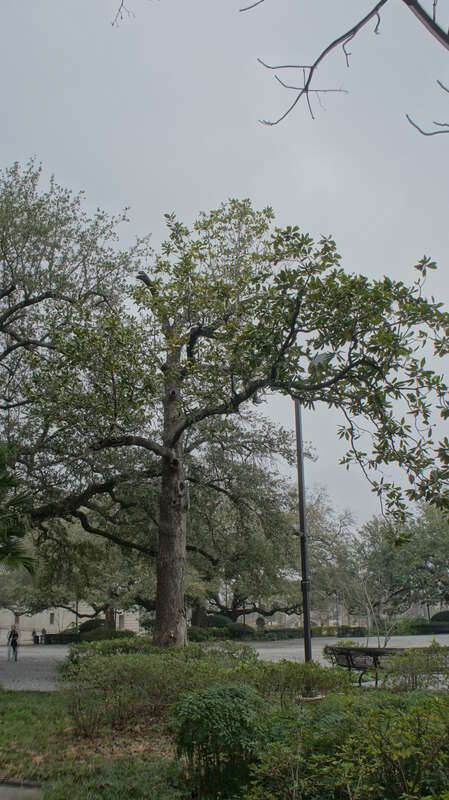 NOLA 2013 - Mardi gras - Louis Amstrong Park 
Le parc Louis Armstrong est un jardin public situe a la limite du quartier francais historique du Vieux carre de La Nouvelle-Orleans en Louisiane. Ce parc se denommait Place Beauregard avant d'etre