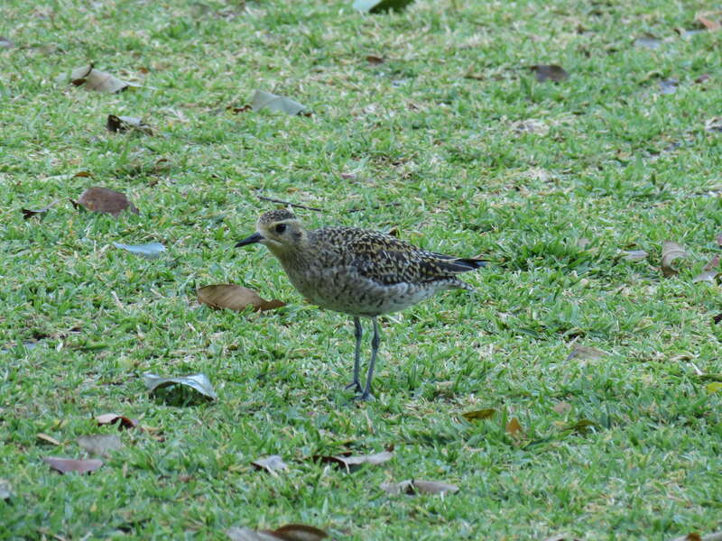&amp;lt;i&amp;lt;Pluvialis fulva (Gmelin, 1789), Pacific Golden Plover, University of Hawaii, Manoa, Honolulu, Hawaii, USA, 24 March 2014