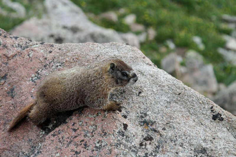 RMNP 2010-07-18