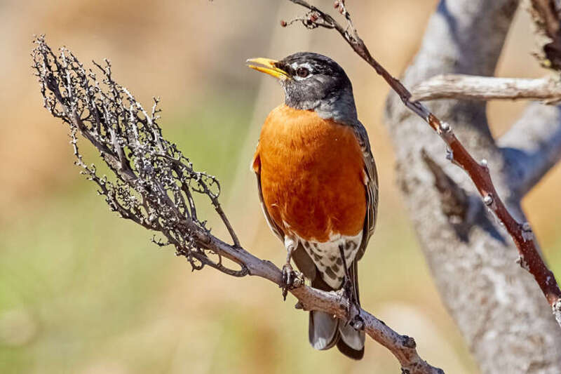 500px provided description: American Robin [#red ,#bird ,#nature ,#branch ,#animal ,#wildlife ,#feathers ,#wild ,#robin]