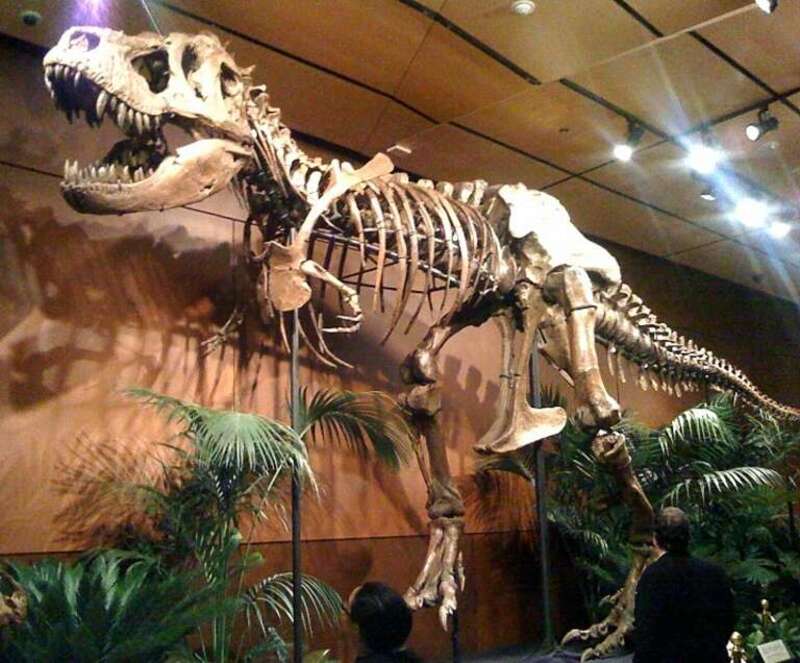 Samson, a 55% complete T-Rex.

He says hi.