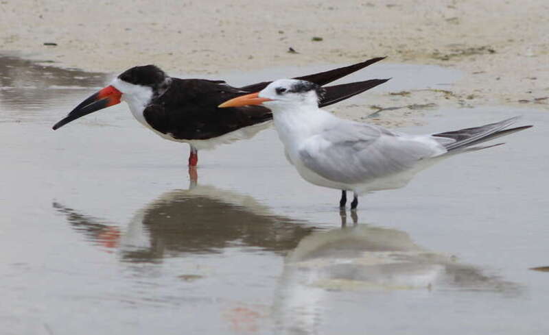Black Skimmer (left) and Royal Tern (right)