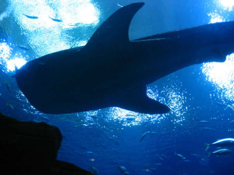 Whale shark silhouette