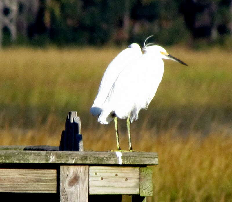 44 Egrets Beaufort SC 6577