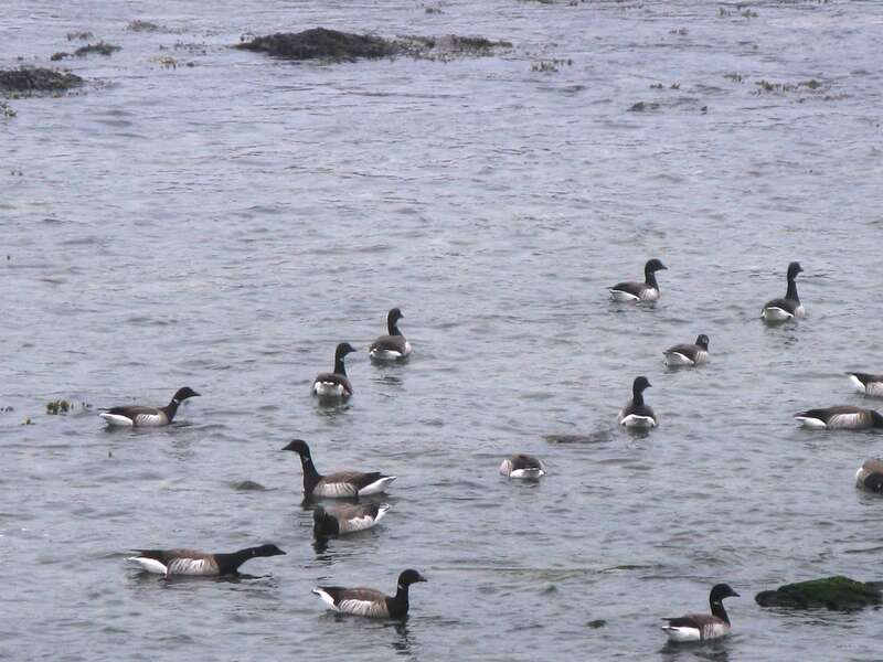 brants, Newport, Rhode Island