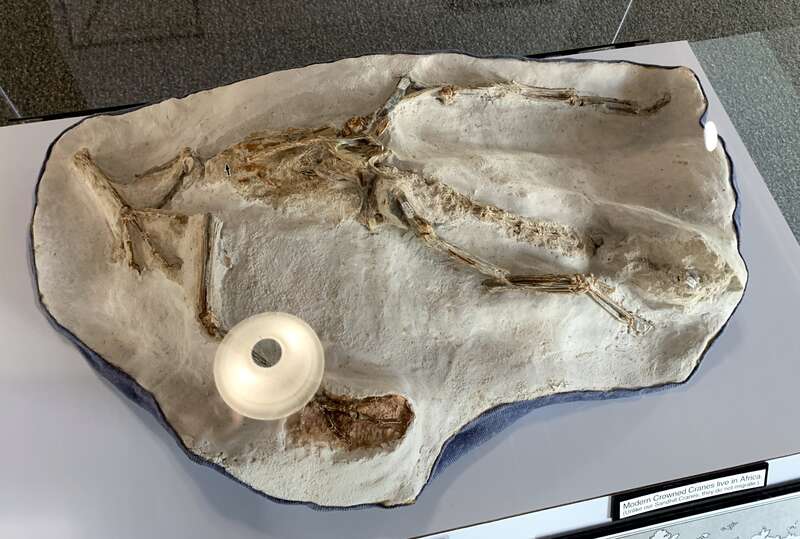 Crowned Crane fossil - Ashfall Fossil Beds 8-5-2023