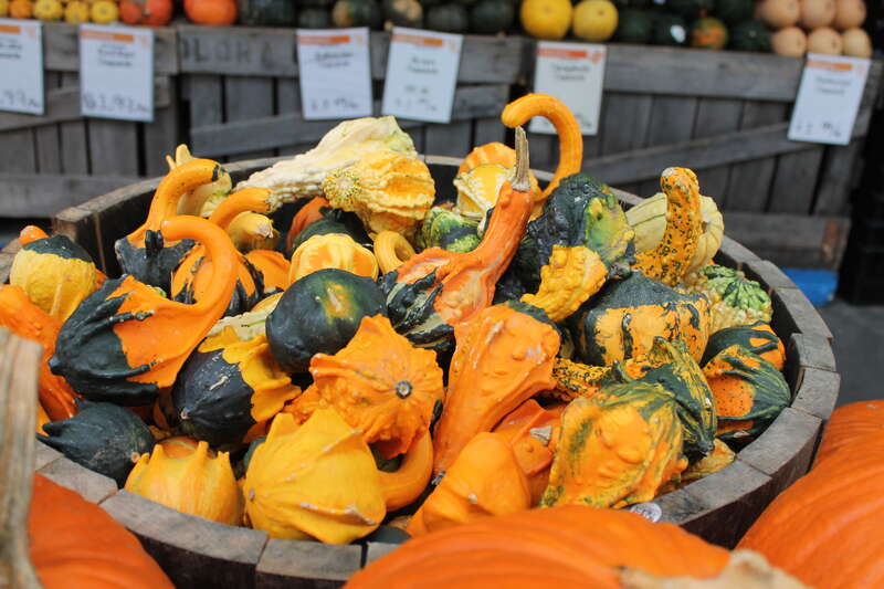 LOGAN CIRCLE NEIGHBORHOOD: Pumpkins, Gourds and Squash Display at WHOLE FOODS MARKET at 1440 P Street, NW, Washington DC on Tuesday afternoon, 14 Octobe 2014 by Elvert Barnes Photography
AUTUMNAL CHANGES Series
PUMPKINS AND SQUASH from WEGMEYER FARMS