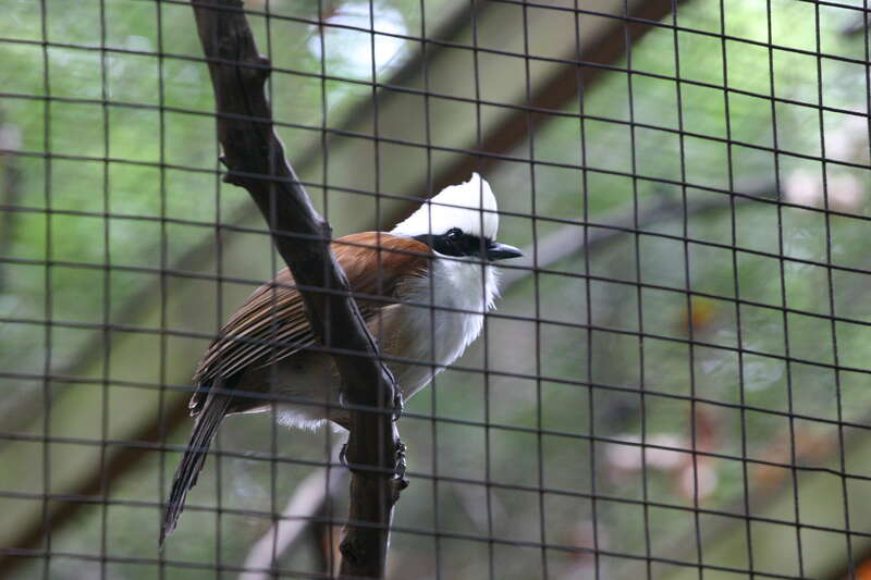 A White-crested Laughingthrush at Atlanta Zoo, Atlanta, Georgia, USA.