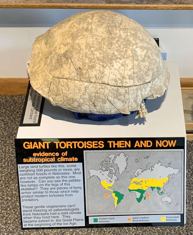 Tortoise - Ashfall Fossil Beds 8-5-2023