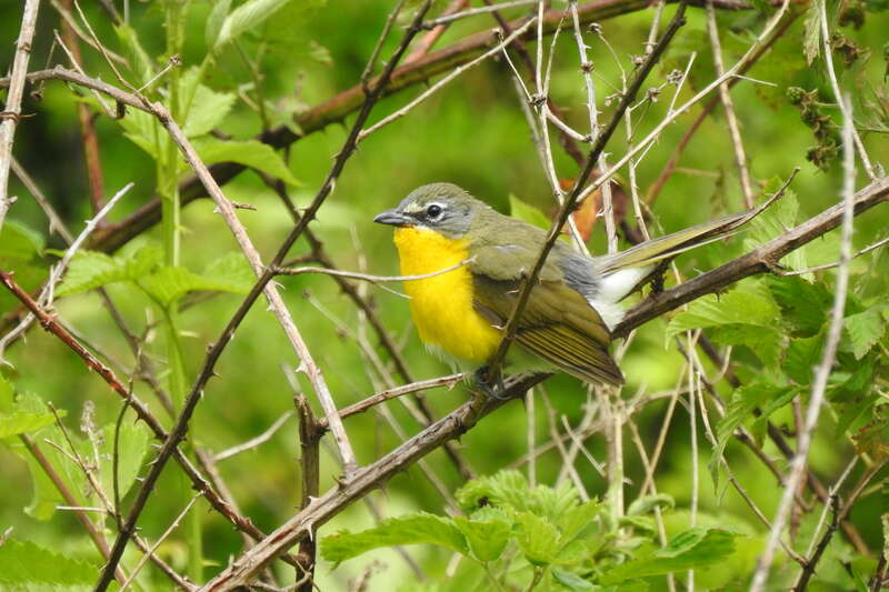 Yellow-breasted Chat Icteria virens, Cuyahoga Valley NP, Brecksville, Ohio