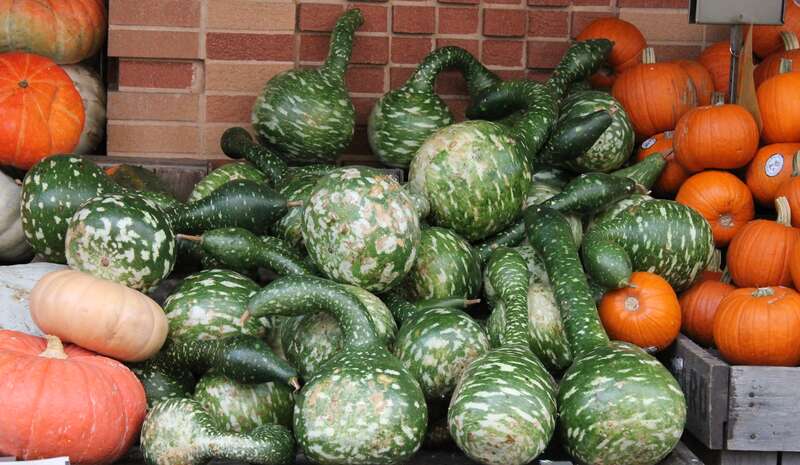 LOGAN CIRCLE NEIGHBORHOOD: Pumpkins, Gourds and Squash Display at WHOLE FOODS MARKET at 1440 P Street, NW, Washington DC on Tuesday afternoon, 14 Octobe 2014 by Elvert Barnes Photography
AUTUMNAL CHANGES Series
PUMPKINS AND SQUASH from WEGMEYER FARMS