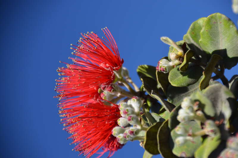 Lehua