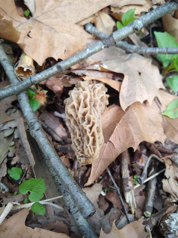 Yellow Morel (Morchella esculenta)