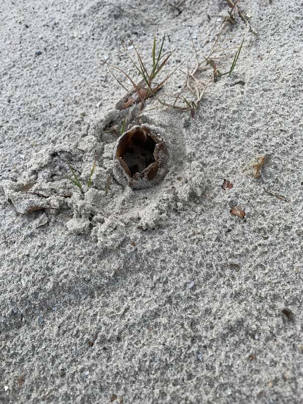 Dune Cup (Peziza ammophila)