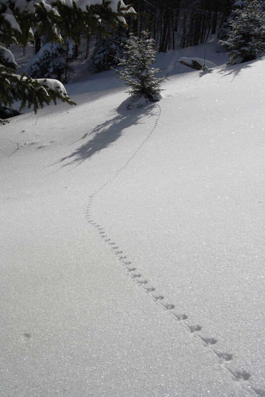 Photo of the Week - 1/7/13
Deer mouse tracks in fresh powder photographed at Canaan Valley National Wildlife Refuge.
Credit: Ken Sturm/USFWS