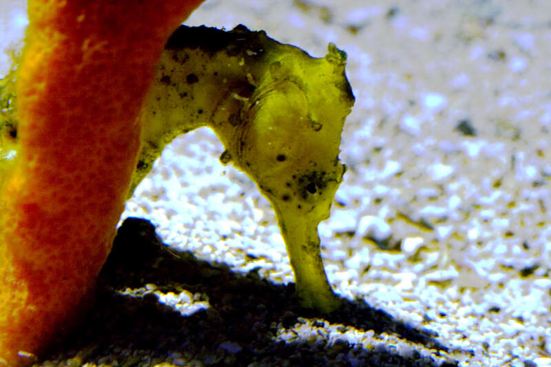 Taken at the Maui Ocean Center: it was so shy!