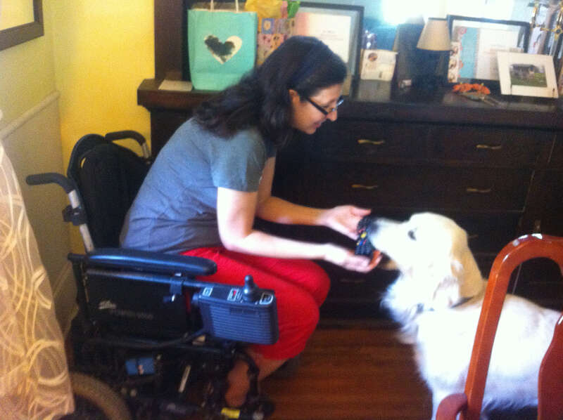 Service dog bringing TV remote to person in wheelchair.