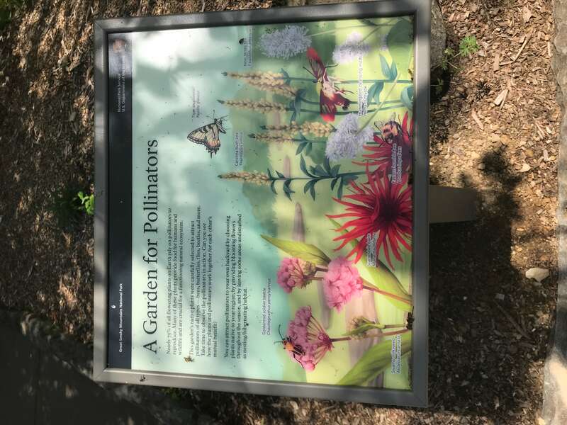 Sugarlands Visitor Center Pollinator Garden, May 2018--Andrea Walton