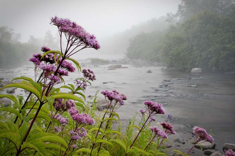 Joe-pye weed beside the Blackwater River at Canaan Valley National Wildlife Refuge