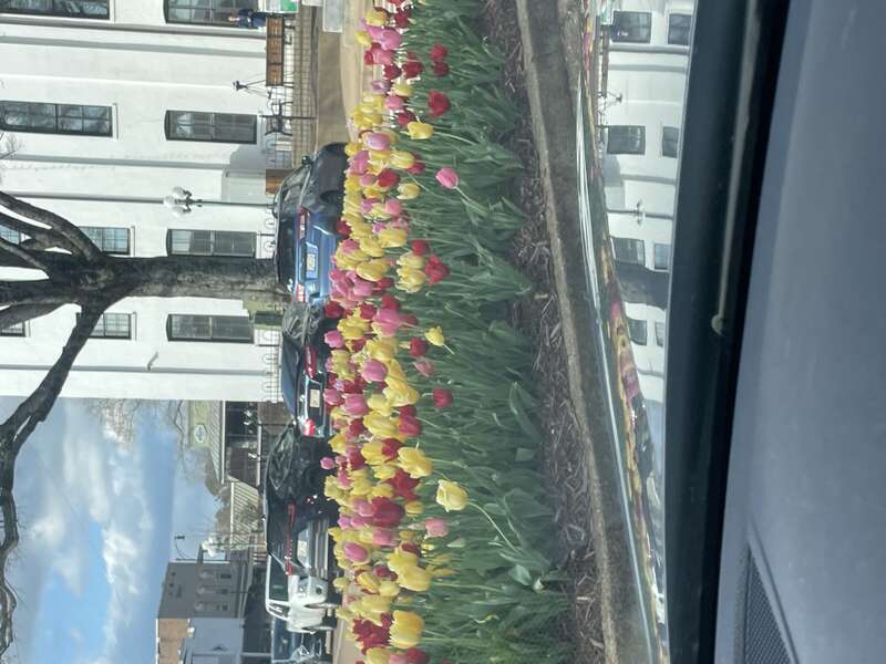Tulips placed in front of the Lafayette County Courthouse.
