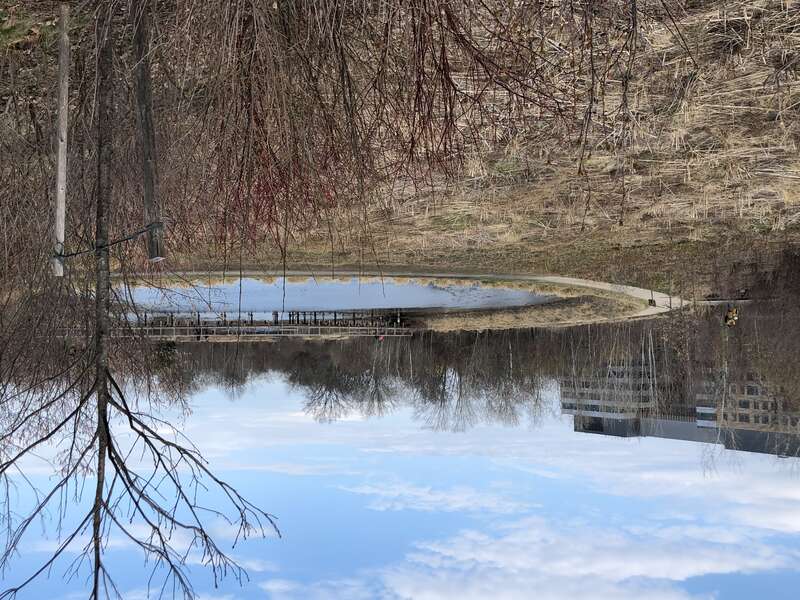 Wetland in Alewife Brook Reservation in April 2020