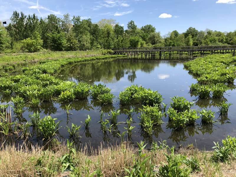 Wetlands in the Alewife Brook Reservation in May 2019