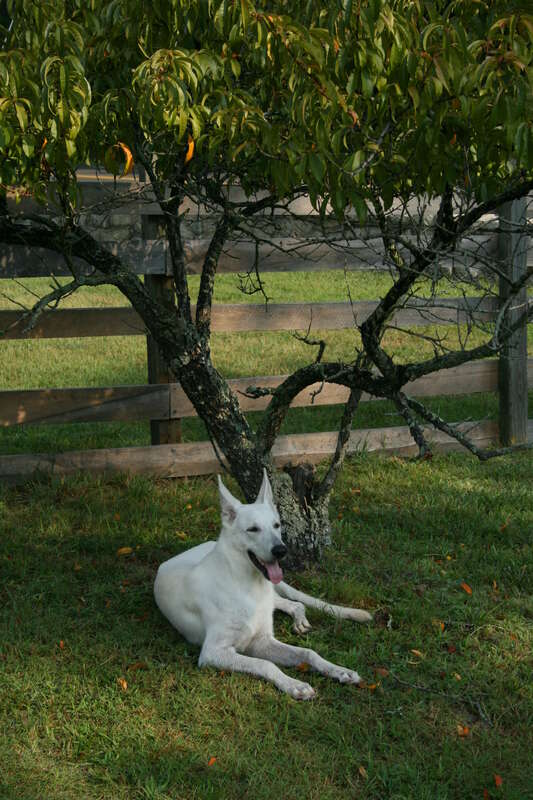 A young White German Shepherd resting under a tree at Bennett Place in Durham, North Carolina.