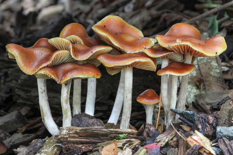 For more information about this, see the observation page at Mushroom Observer.