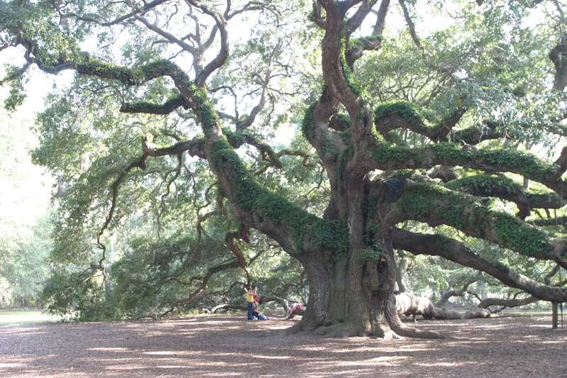This is believed to be the oldest living 'Live Oak' today in the world. It is estimated to be over 1400 years old and is protected  as a national 2000 Millennium Tree and a South Carolina Heritage Tree.
It is 65 feet tall and had a circumference of