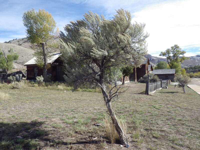 The sagebrush steppe predominates the open arid settings of Beaverhead County Montana. This is a classic example of some remnant individuals of basin big sagebrush.