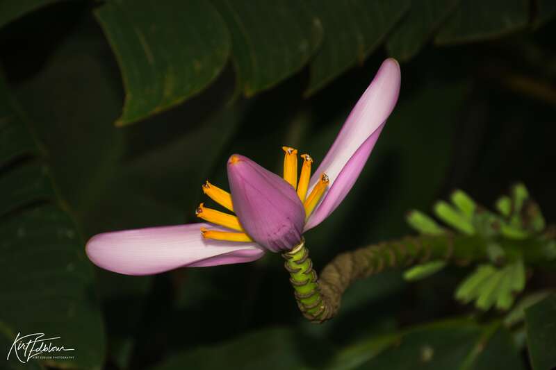 Just another view of the flowering end of a banana plant.