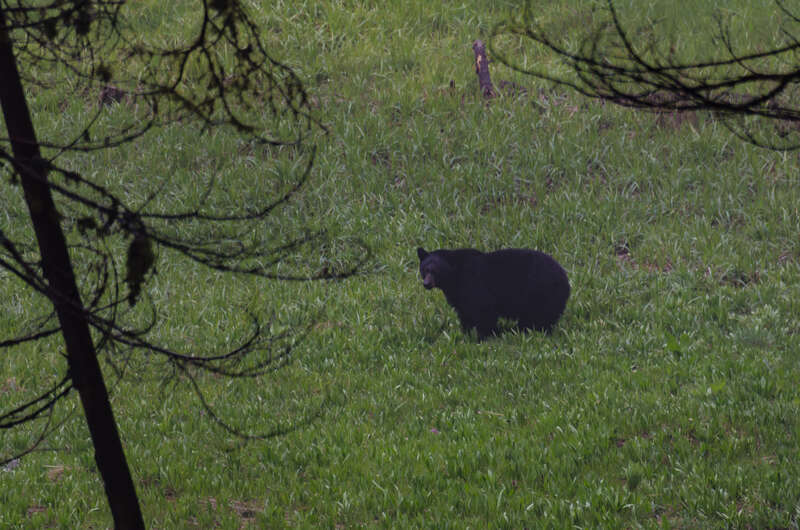 Bears. Beats. Battlestar Gallectia