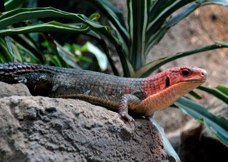 The broad-headed skink gets its name from the wide jaws, giving the head a triangular appearance. Adult males are brown or olive brown in color and have bright orange heads during the mating season in spring. Females have five light stripes running
