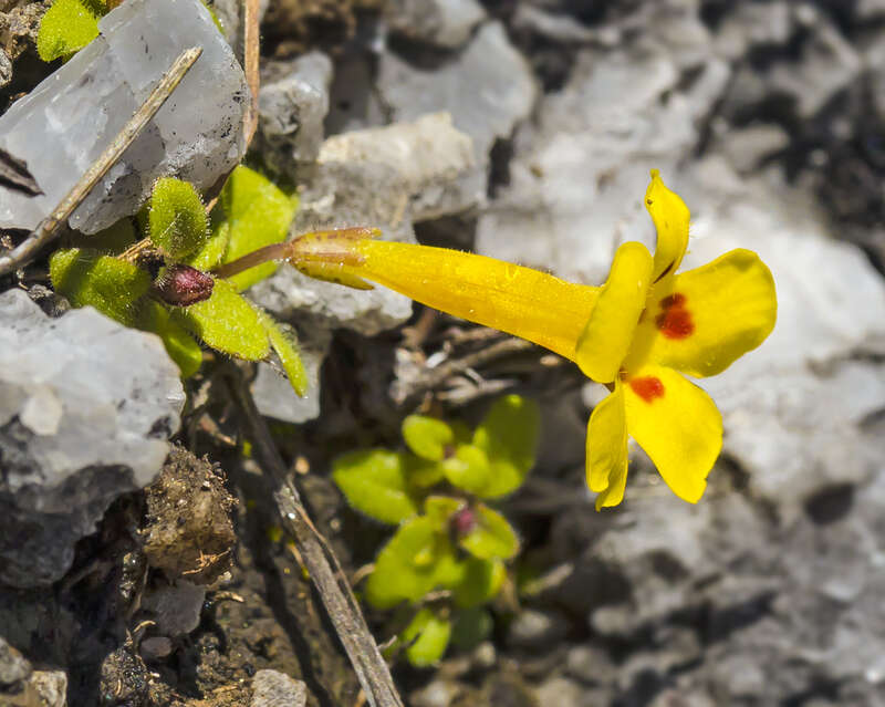 Erythranthe norrisii (Kaweah monkeyflower). Known as Kaweah Monkeyflower, this rare Erythranthe was formerly in the genus Mimulus. It is known from crevices in marble rocks in the Kaweah River drainage and is seen here in the general vicinity of the
